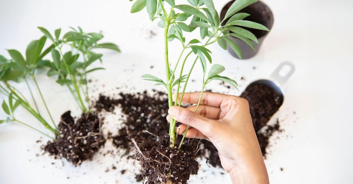 Best Soil Test Kit for Lawns (2026): Mail-In Labs vs DIY Strips