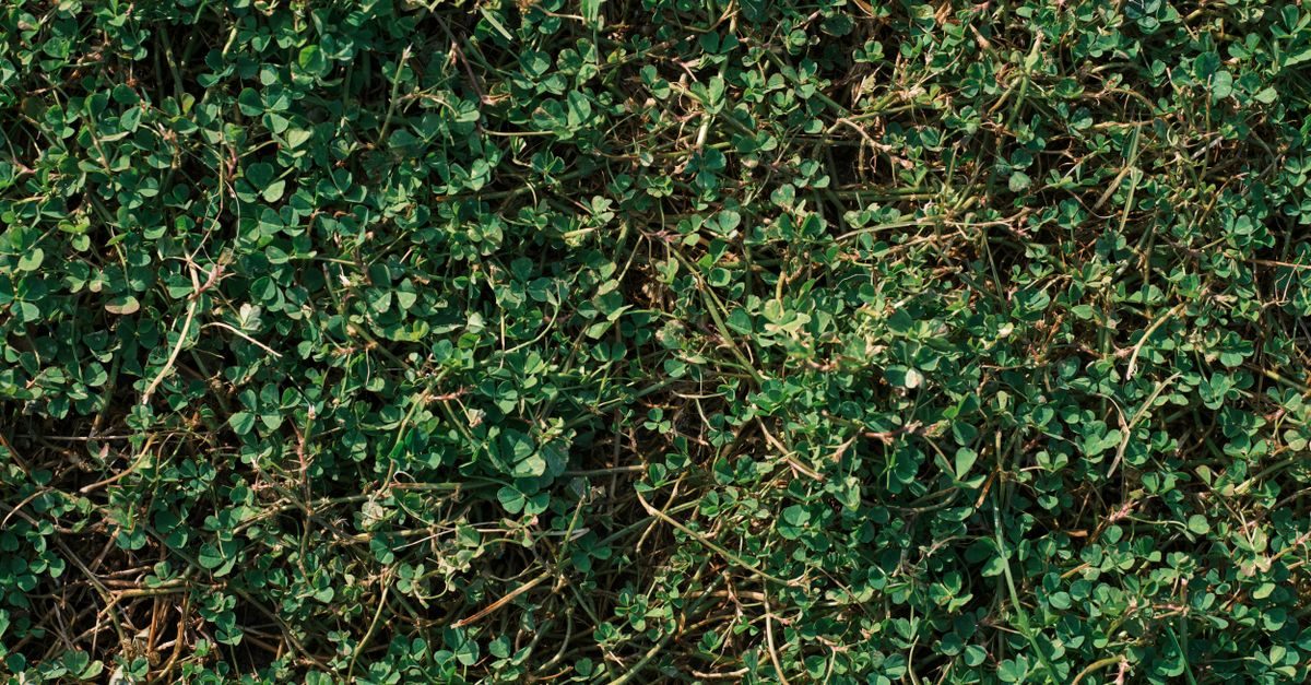 Fall Pre-Emergent: When to Apply for Poa Annua and Winter Weeds