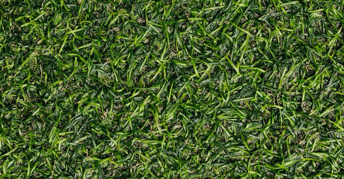 8 Types of Grass in Nevada and How to Tell Which You Have