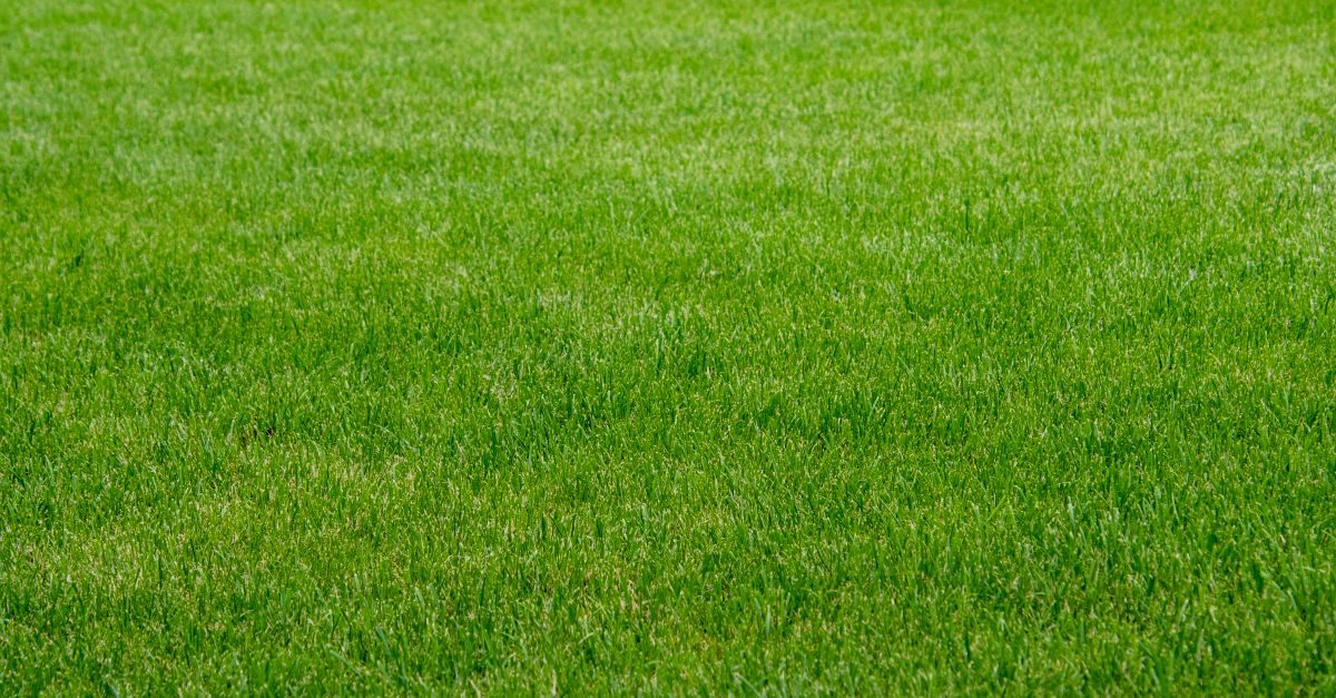 Types of Grass in Illinois: The 5 Common Lawn Grasses
