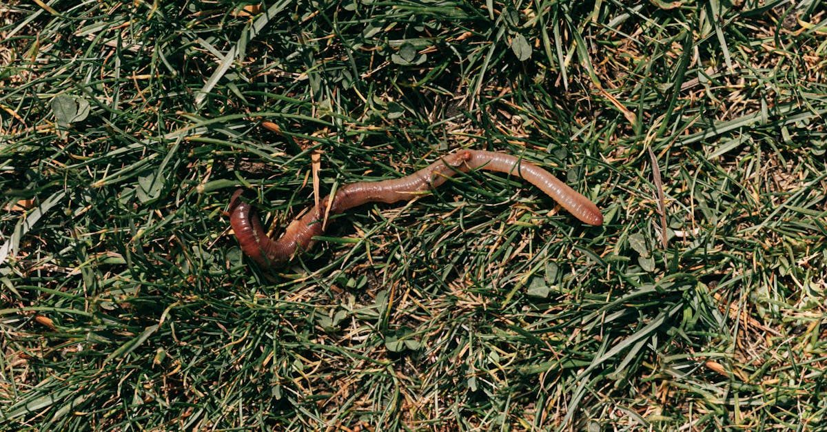 Photo by Karola G on Pexels Fertilizing lawn grass