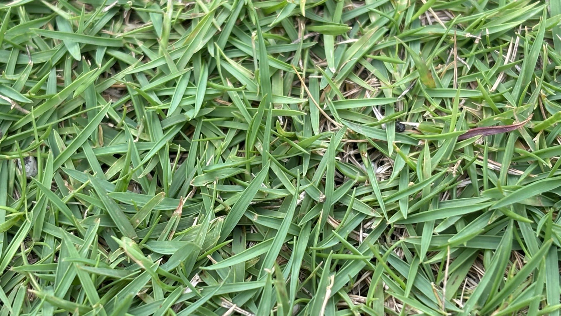 Best Weed Killer for Zoysia Grass: Safe Weed Control Guide (2026)
