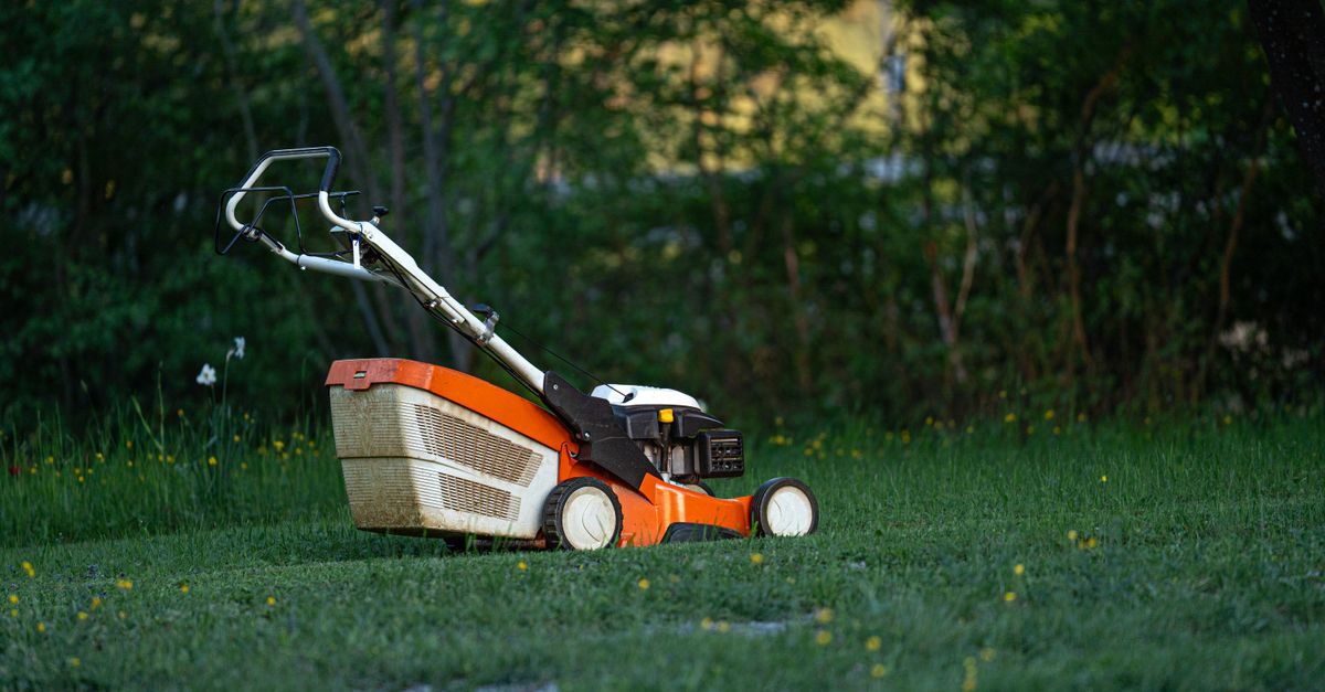 Types of Grass in Nebraska: Bluegrass to Buffalograss