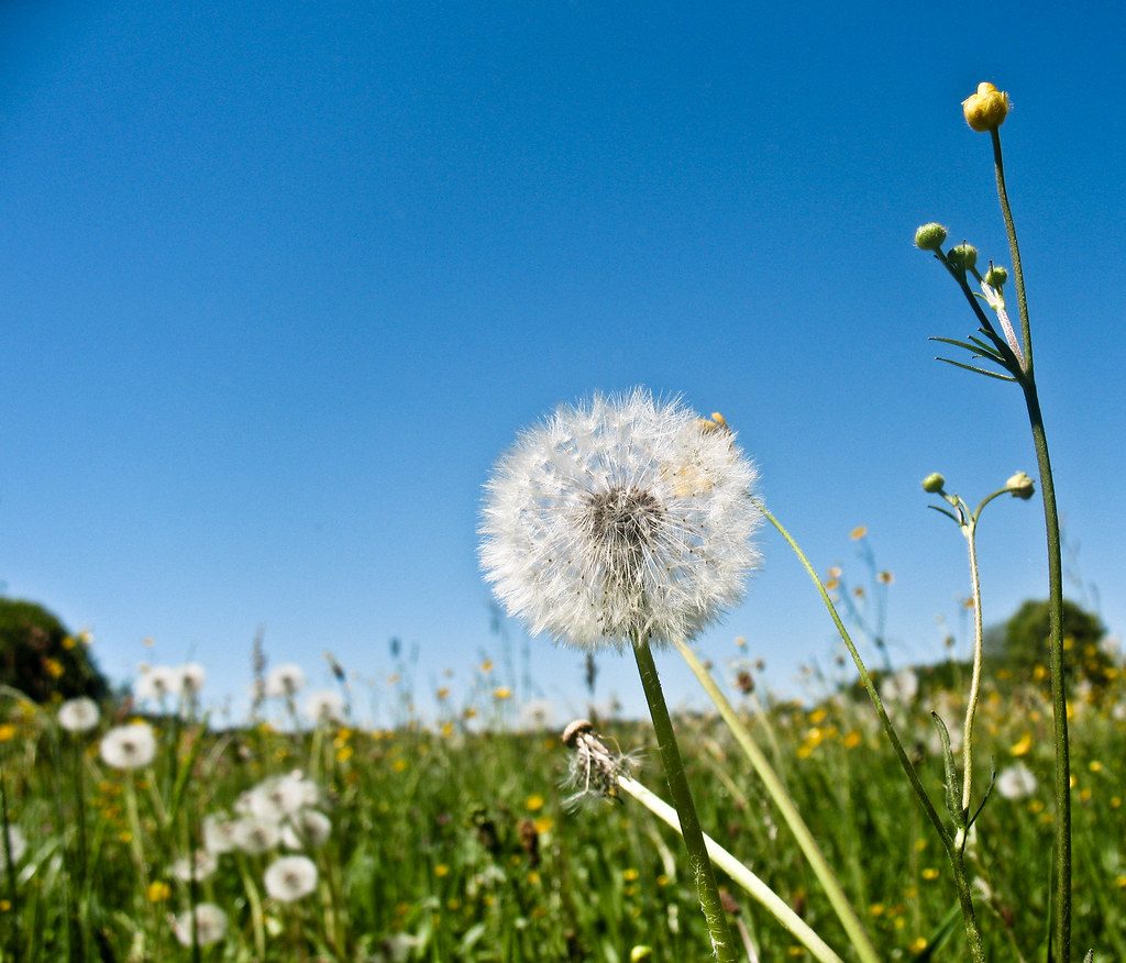 Regional Recommendations: Matching Grass Types to Your Local Climate photo
