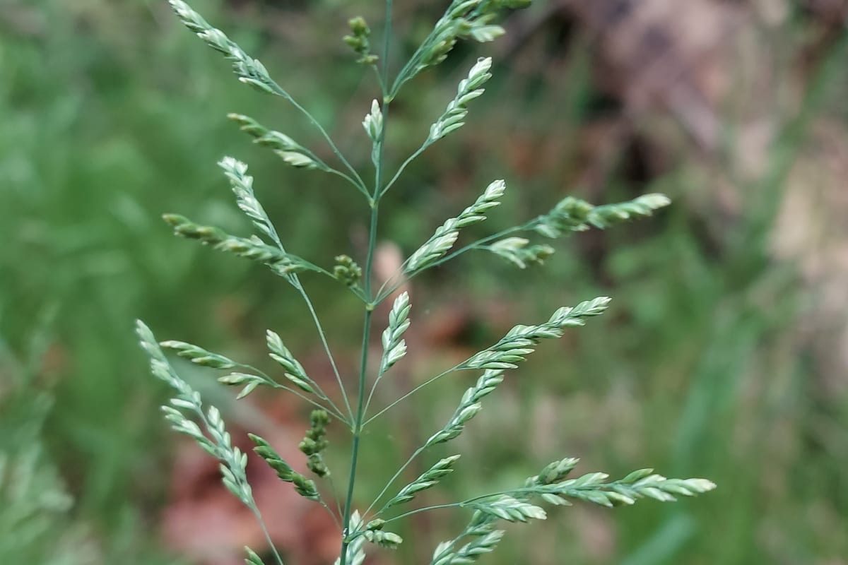 Kentucky Bluegrass (Poa pratensis) growing as a Maryland lawn, close-up of blade texture and growth habit