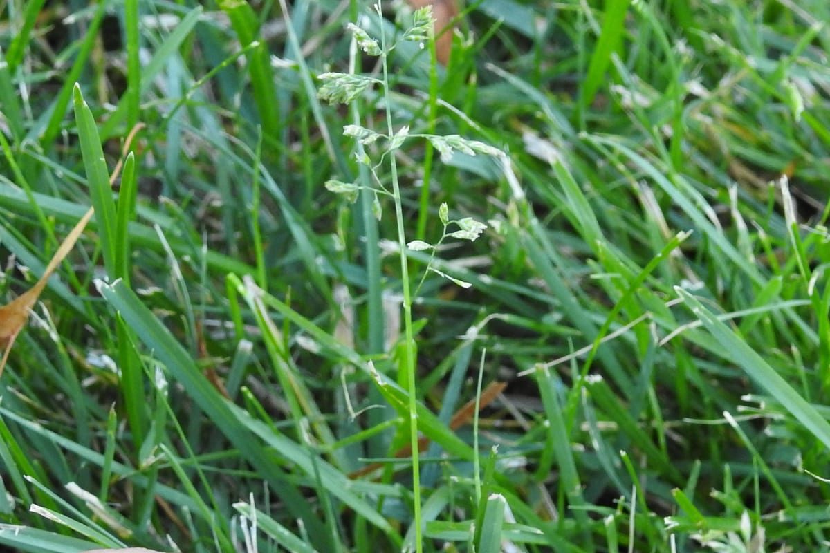 Kentucky Bluegrass (Poa pratensis) growing as a Idaho lawn, close-up of blade texture and growth habit