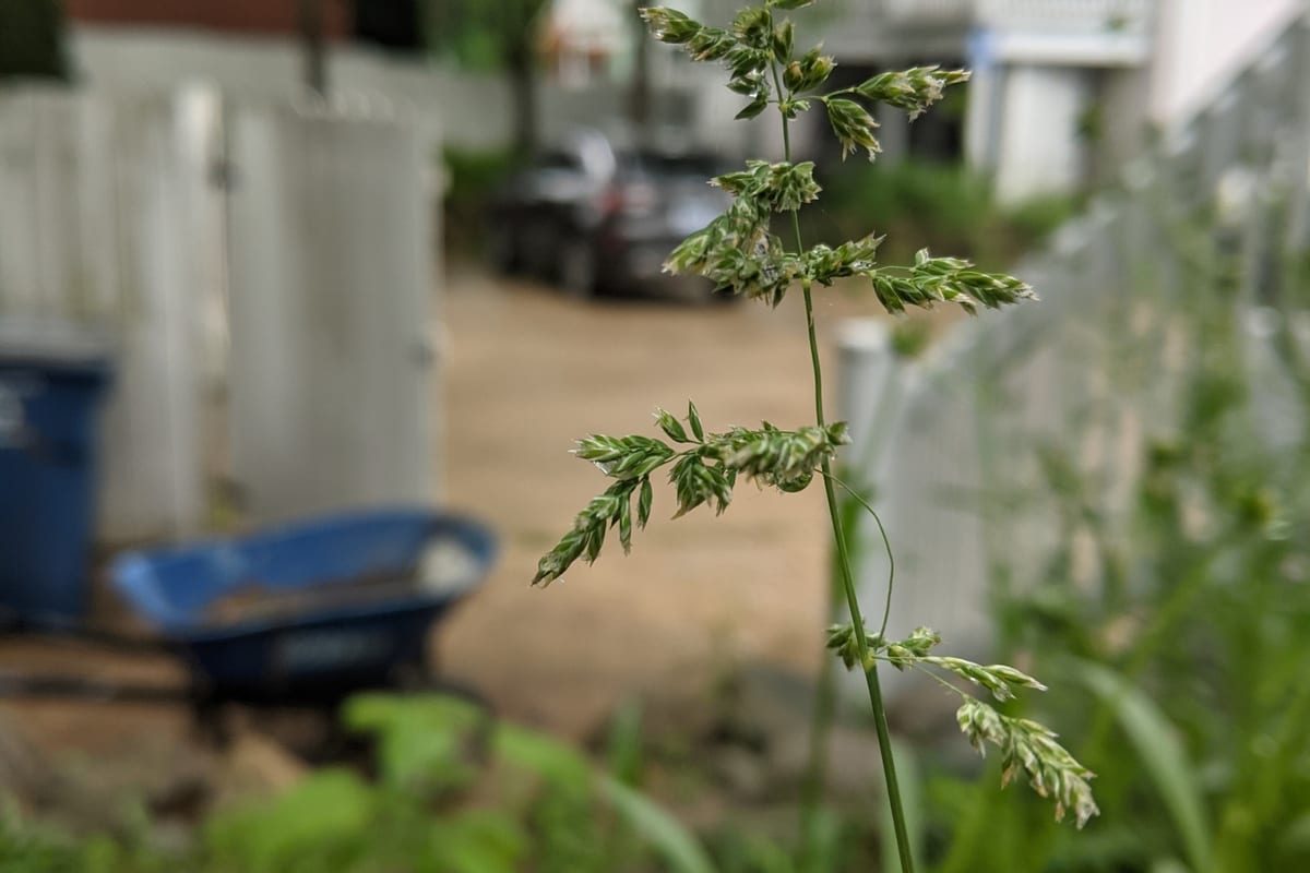 Kentucky Bluegrass (Poa pratensis) growing as a Michigan lawn, close-up of blade texture and growth habit