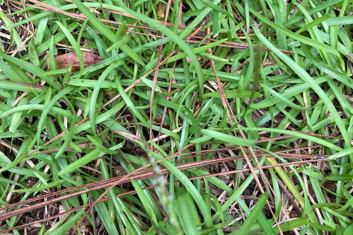 Centipedegrass (Eremochloa ophiuroides) growing as a Alabama lawn, close-up of blade texture and growth habit
