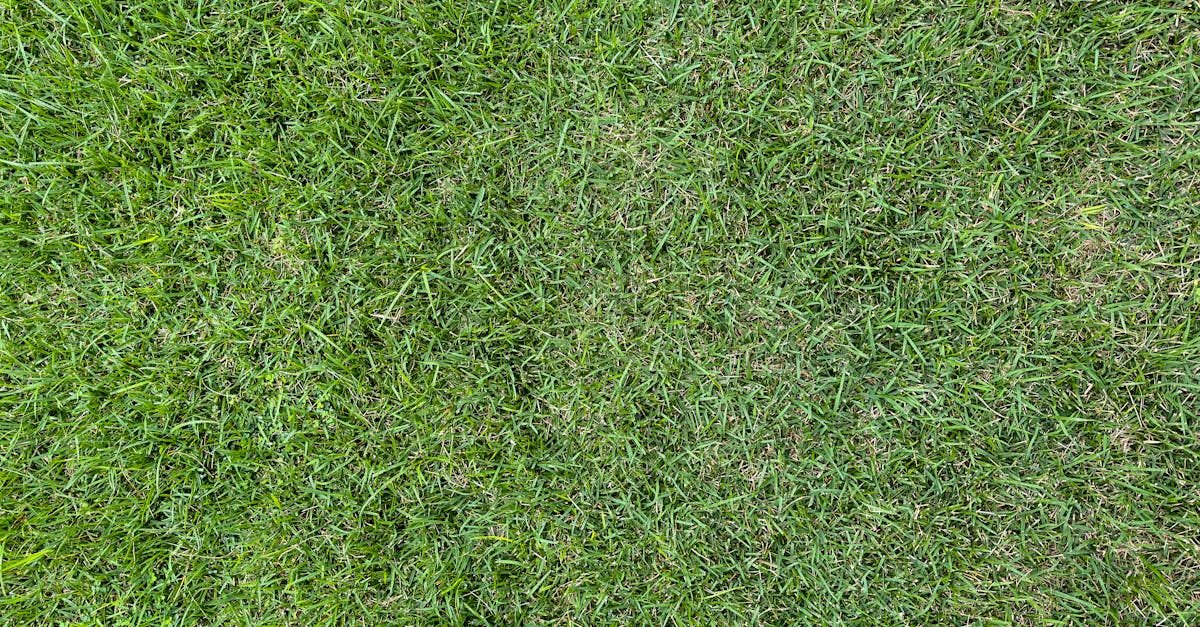How to Tell if Your Sod is Rooting Properly photo