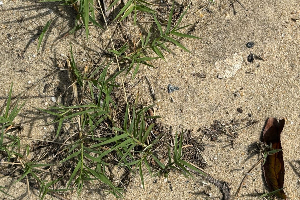 Bermudagrass (Cynodon dactylon) growing as a North Carolina lawn, close-up of blade texture and growth habit