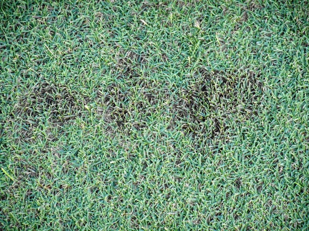 Causes of Dollar Spots