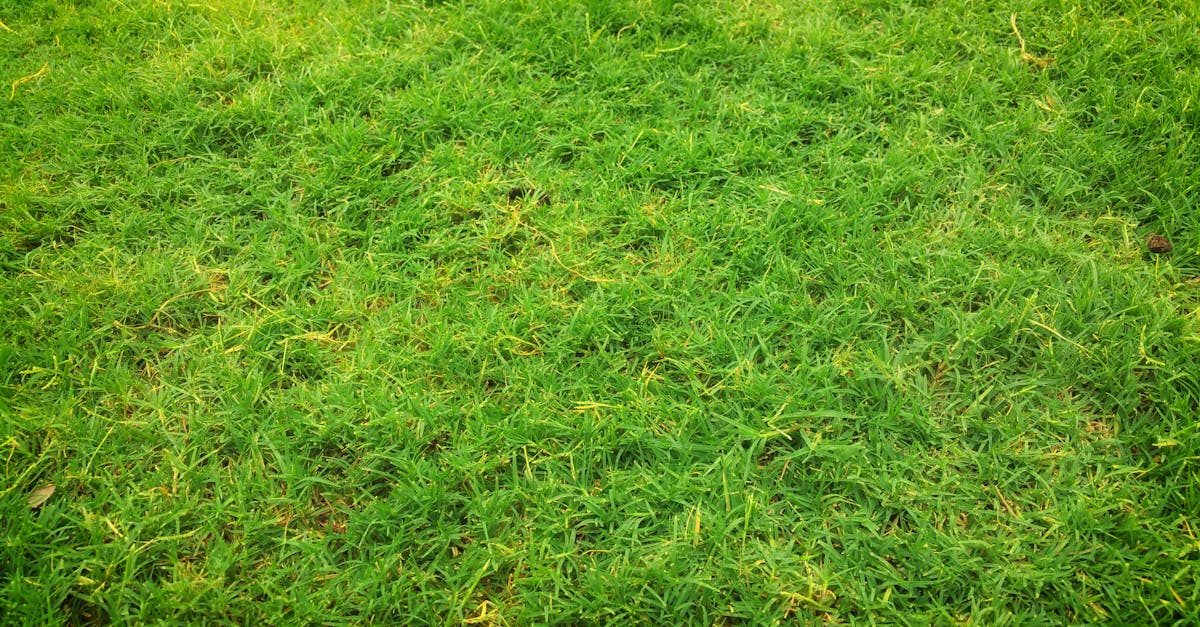 Watering lawn grass