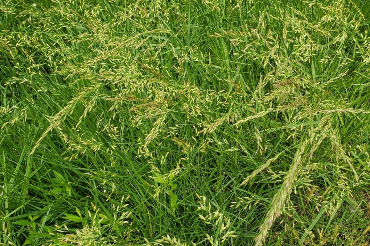 Tall Fescue (Festuca arundinacea) growing as a Arkansas lawn, close-up of blade texture and growth habit