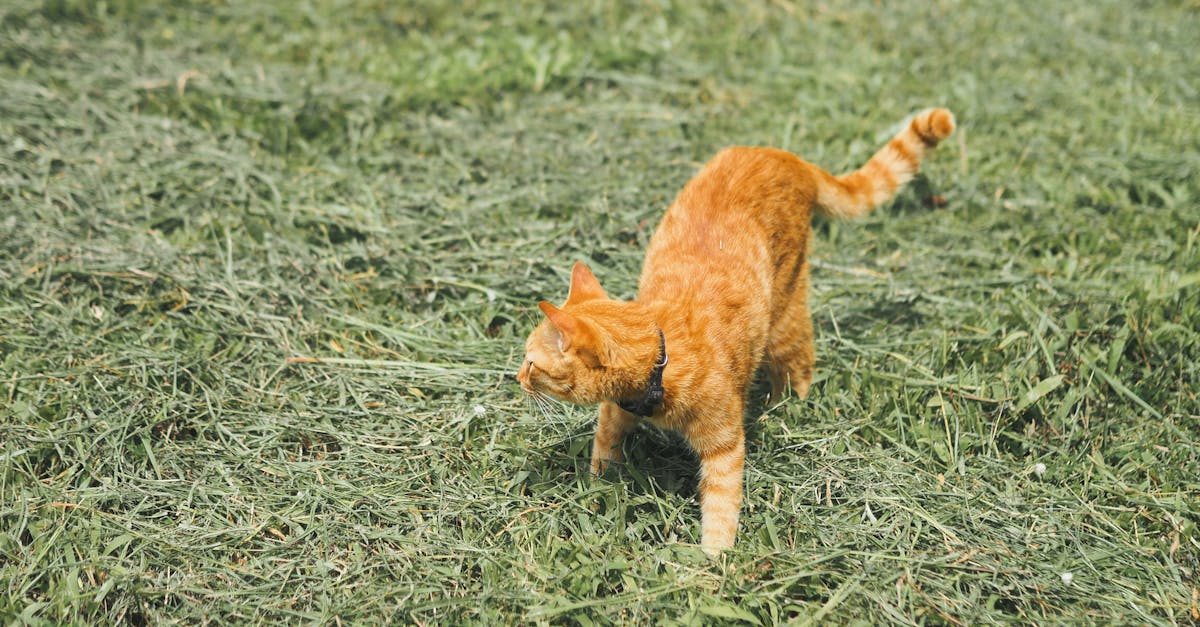 Photo by นิรมล บุญเทพ on Pexels Watering lawn grass