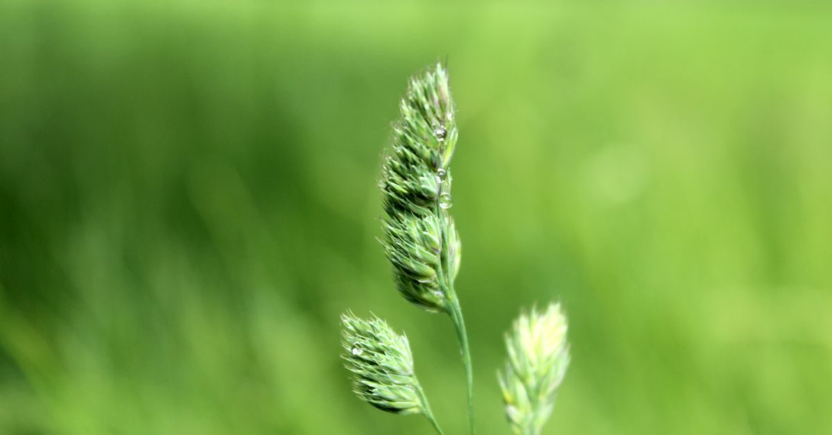 Green grass seed heads with dew drops