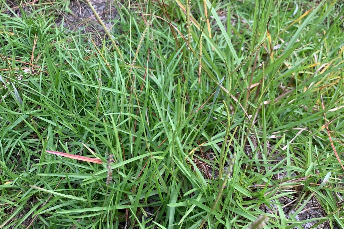 Centipedegrass (Eremochloa ophiuroides) growing as a Tennessee lawn, close-up of blade texture and growth habit