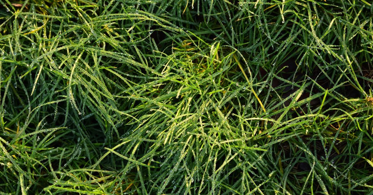 Types of Grass in Texas: Identify the 7 Common Lawn Grasses
