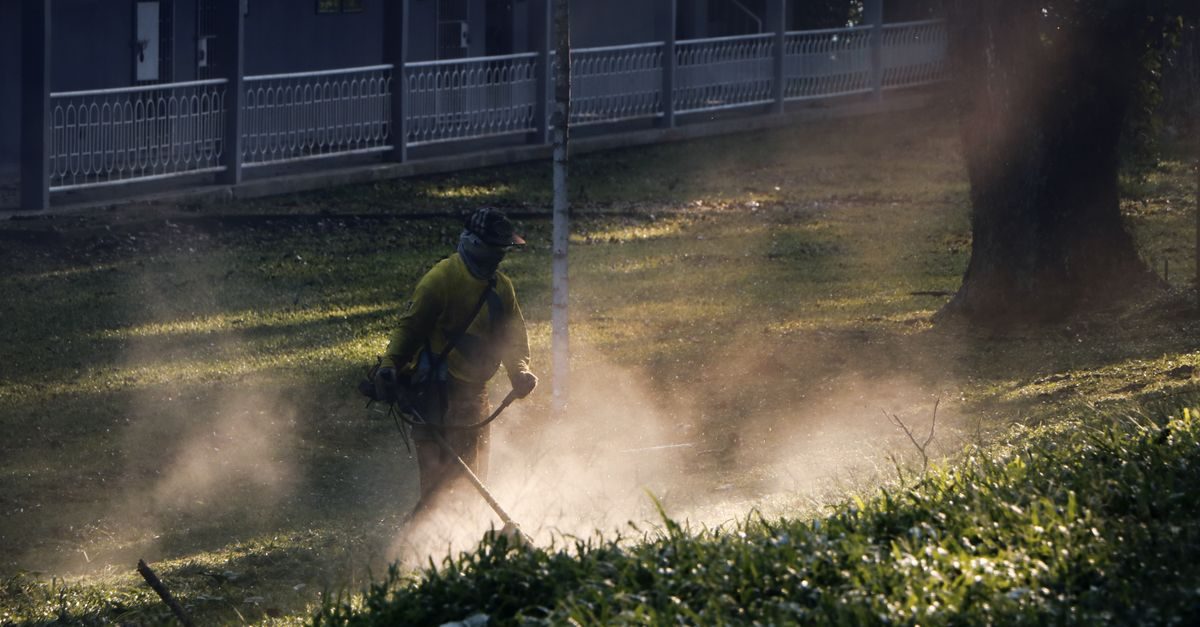 Types of Grass in Iowa: A Cool-Season Field Guide