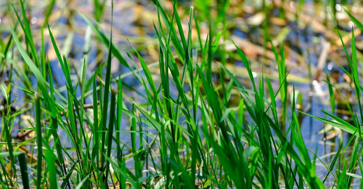 Fertilizing lawn grass