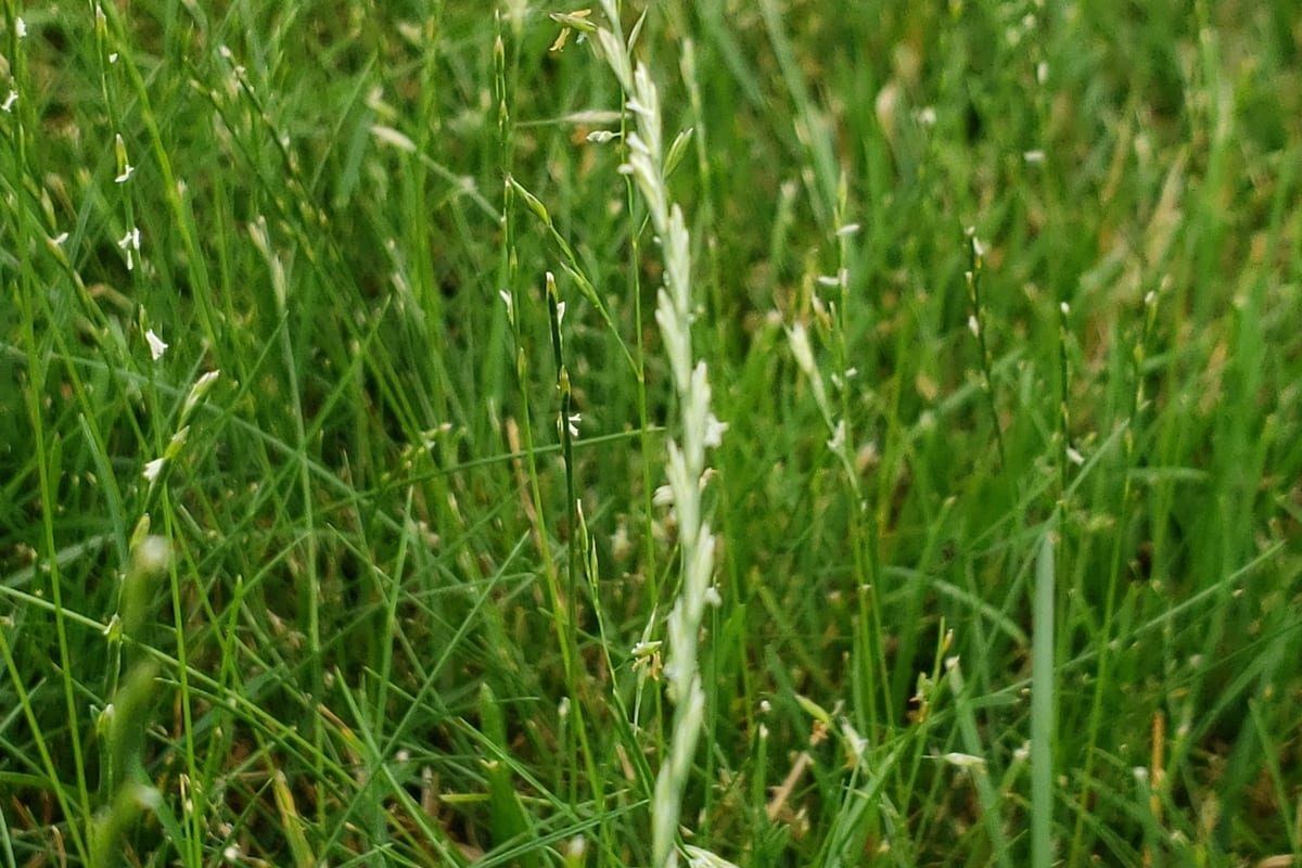 Perennial Ryegrass (Lolium perenne) growing as a Indiana lawn, close-up of blade texture and growth habit
