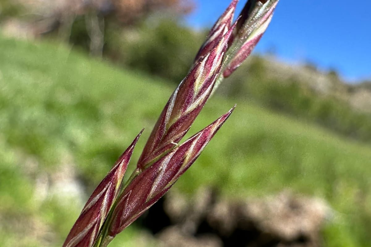 Tall Fescue (Festuca arundinacea) growing as a Connecticut lawn, close-up of blade texture and growth habit