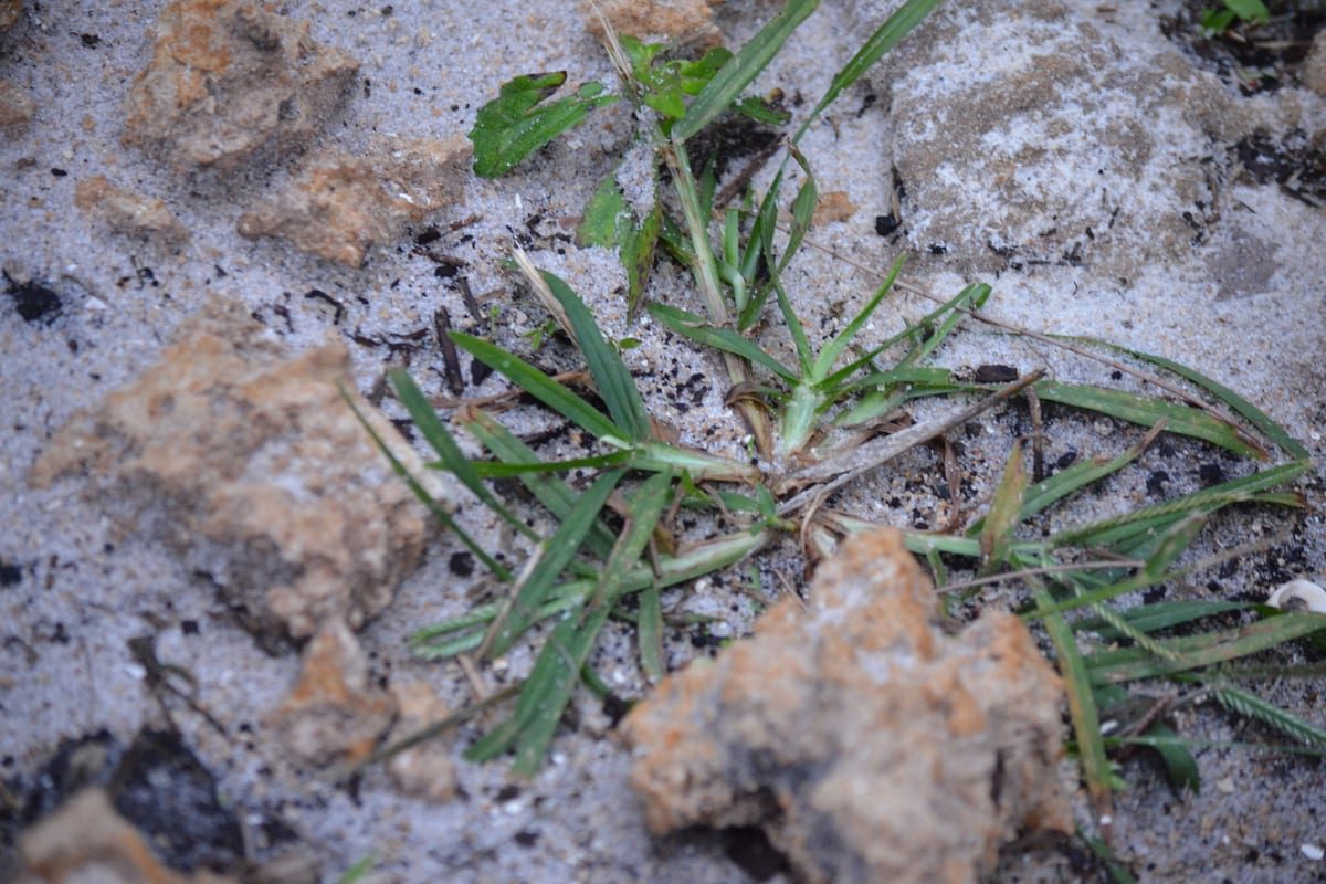 St. Augustinegrass (Stenotaphrum secundatum) growing as a Georgia lawn, close-up of blade texture and growth habit