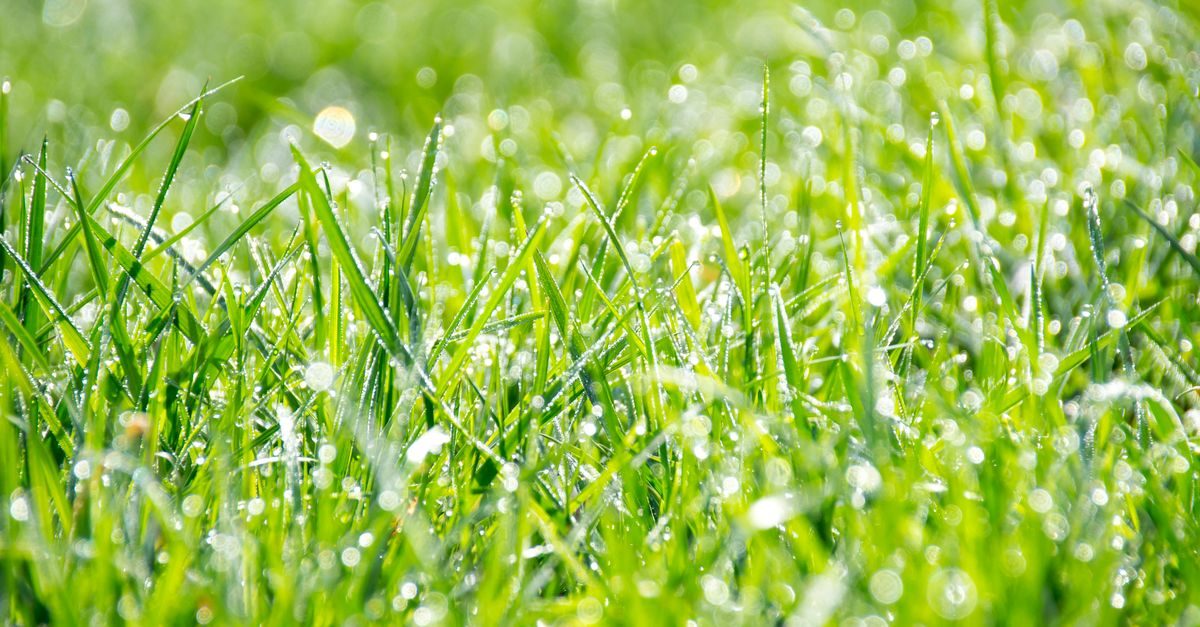 Liquid vs Granular Fertilizer: Which Is Better for Your Lawn?