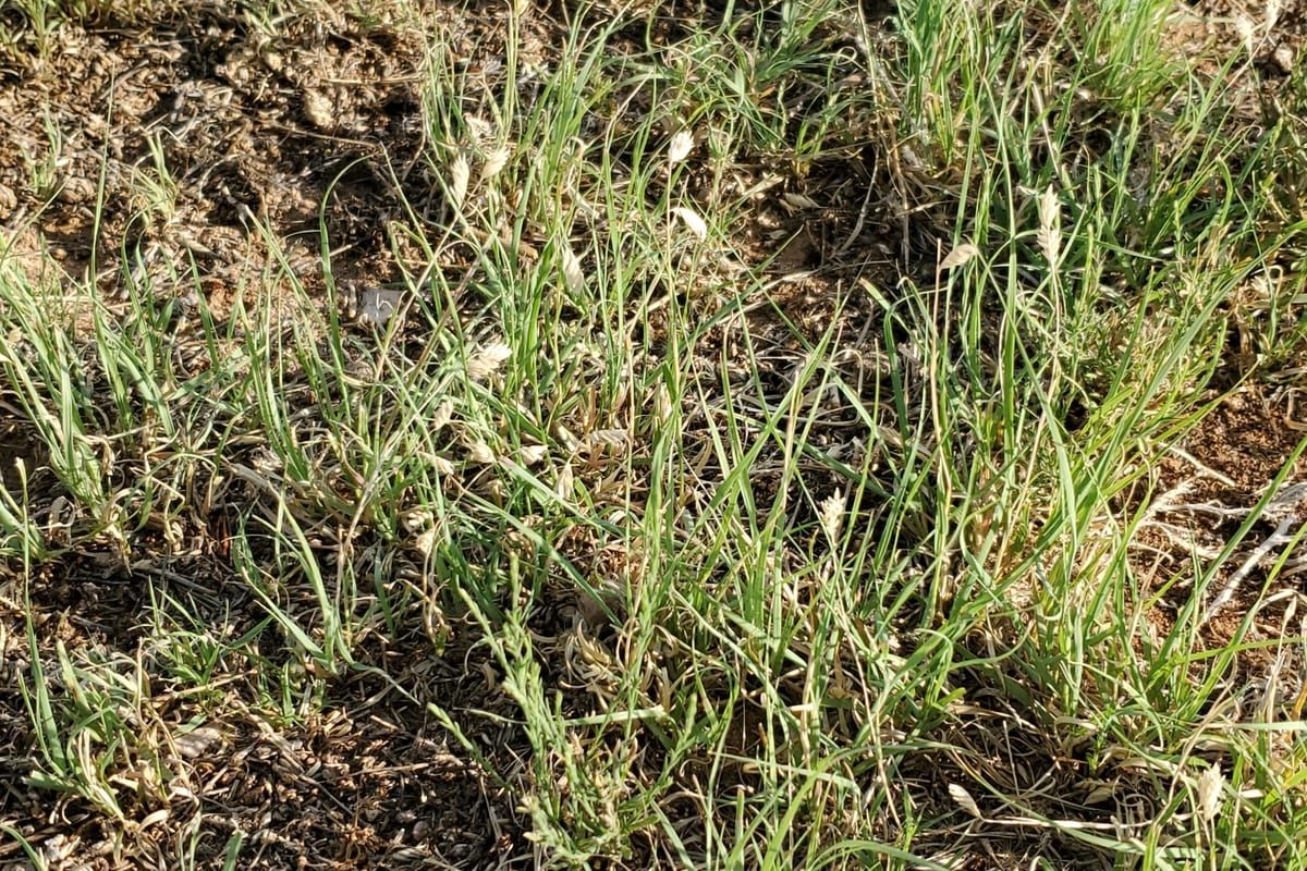 Buffalograss (Bouteloua dactyloides) growing as a Nevada lawn, close-up of blade texture and growth habit