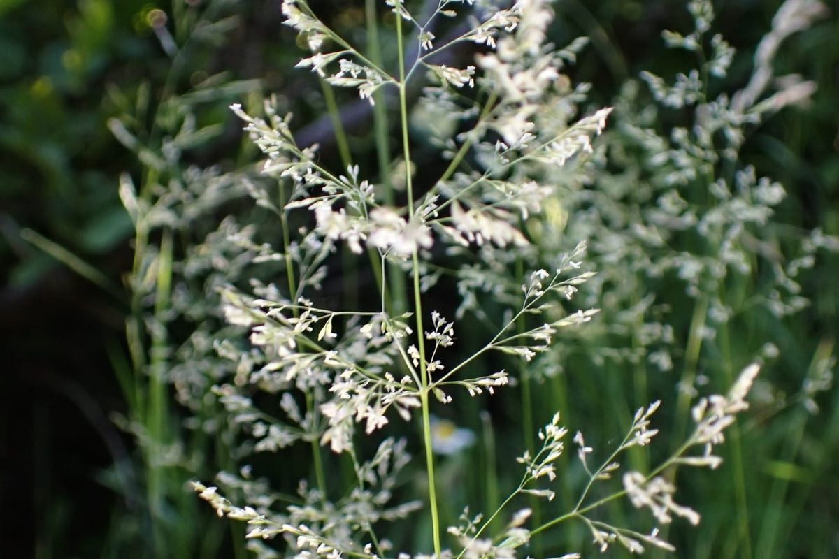 Kentucky Bluegrass (Poa pratensis) growing as a Arizona lawn, close-up of blade texture and growth habit