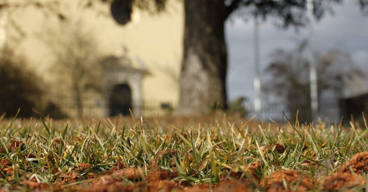 Best Practices to Avoid Lawn Diseases