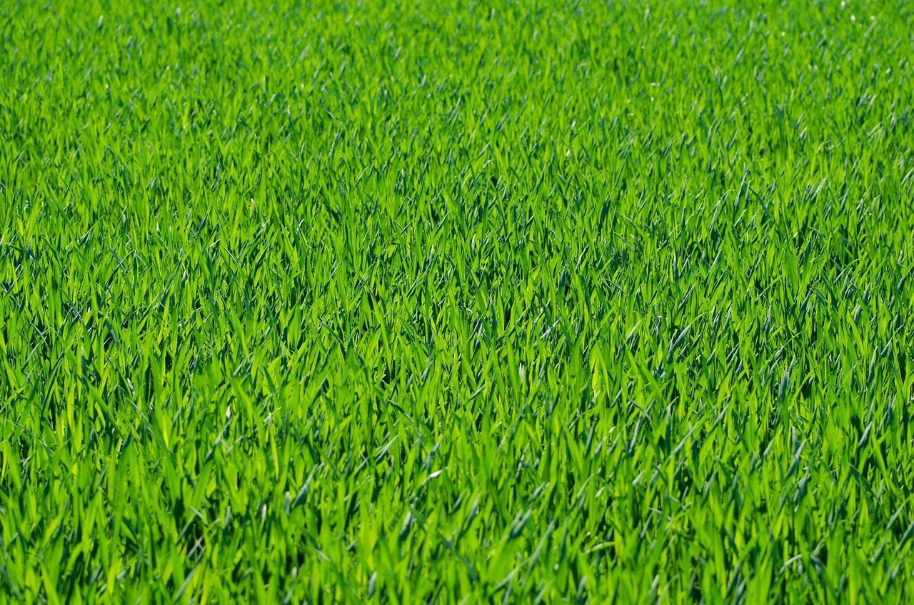 Bermuda Grass Seed: Selection & Planting Guide