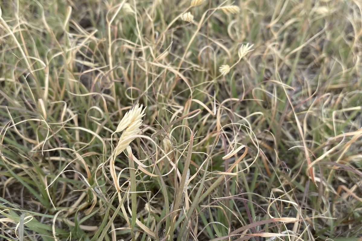 Buffalograss (Bouteloua dactyloides) growing as a Colorado lawn, close-up of blade texture and growth habit