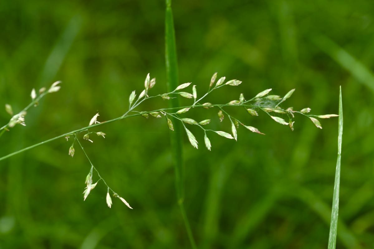 Tall Fescue (Festuca arundinacea) growing as a Massachusetts lawn, close-up of blade texture and growth habit