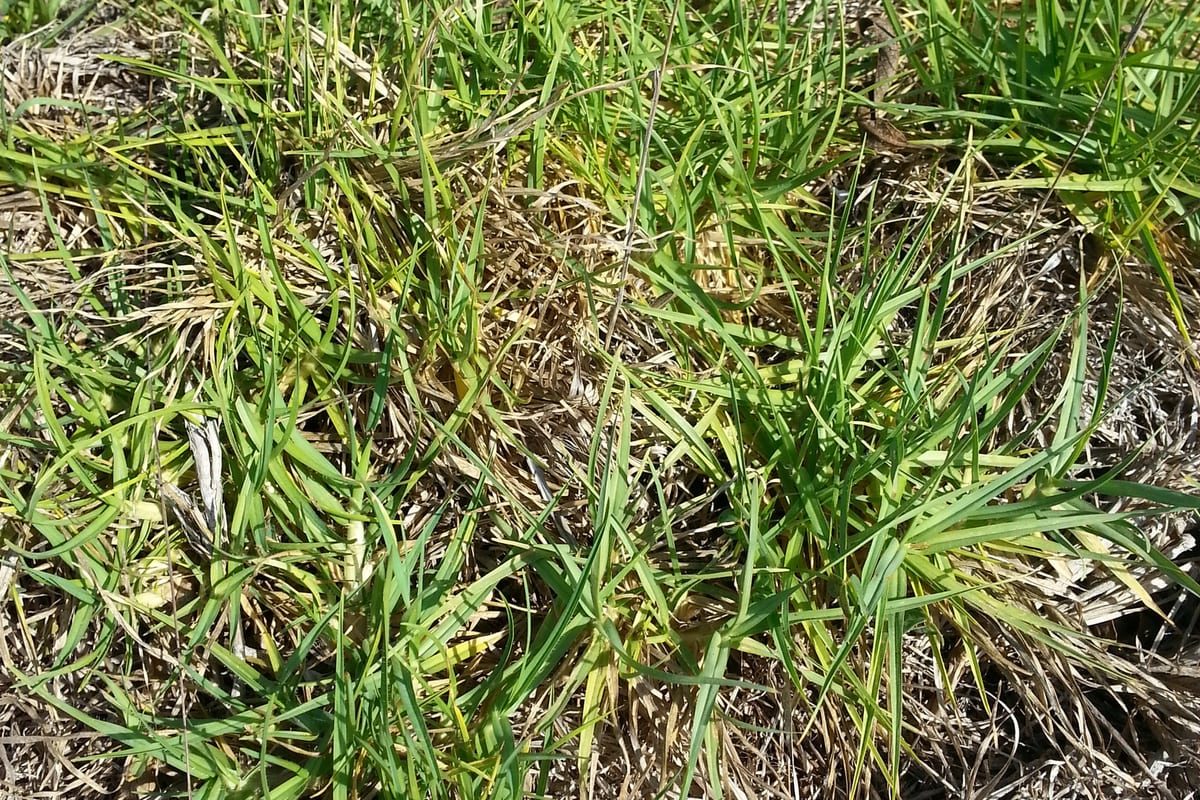 Kikuyugrass (Cenchrus clandestinus) growing as a Hawaii lawn, close-up of blade texture and growth habit