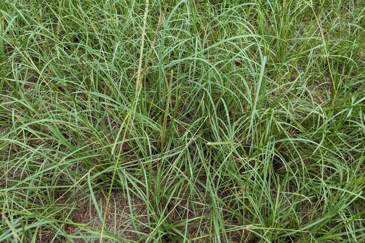 Bahiagrass (Paspalum notatum) growing as a Georgia lawn, close-up of blade texture and growth habit
