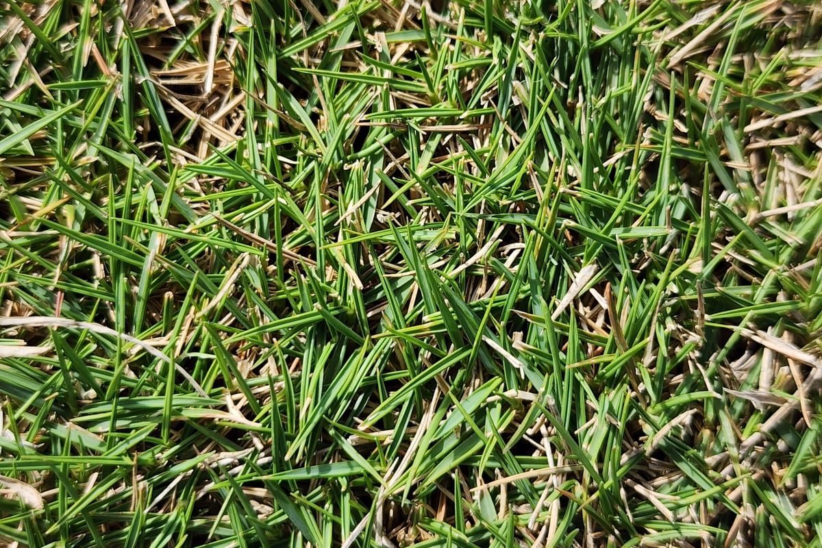 Bermudagrass (Cynodon dactylon) growing as a Florida lawn, close-up of blade texture and growth habit