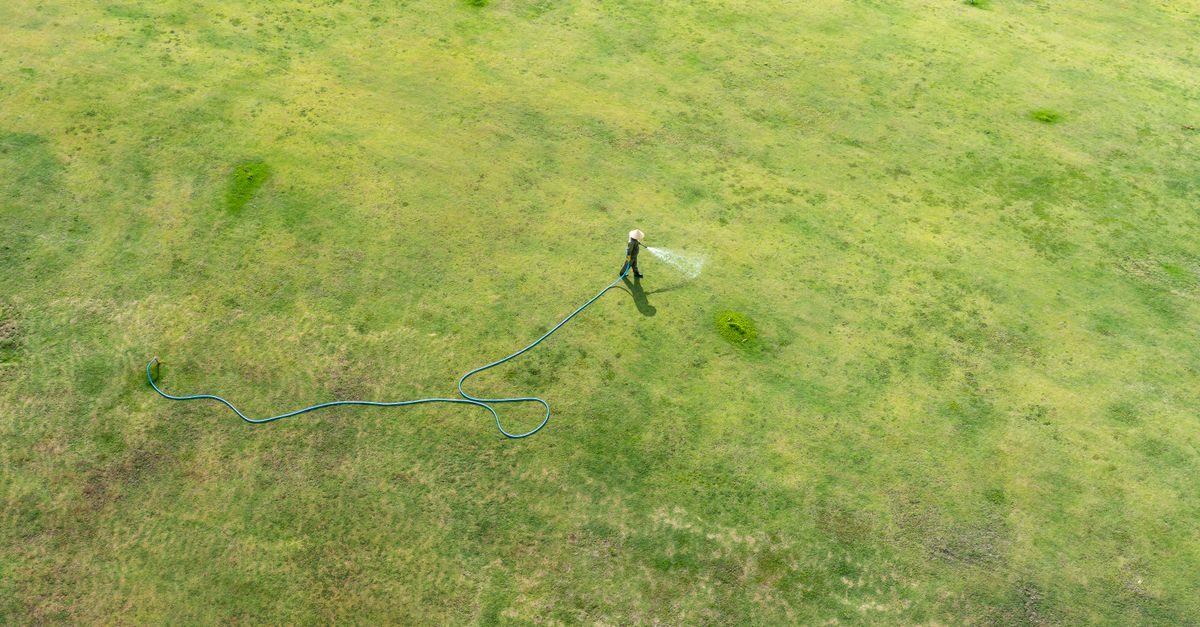 Types of Grass in Michigan: The Common Lawn Grasses