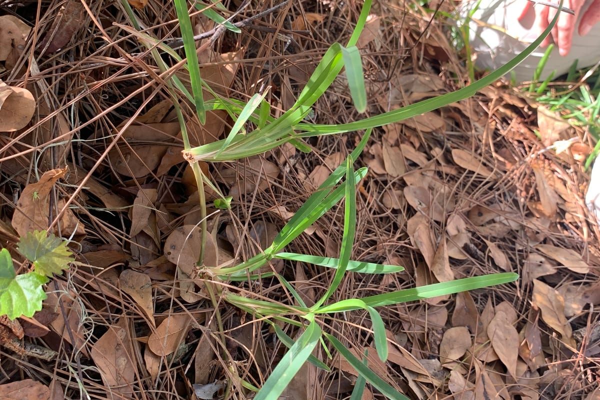 St. Augustinegrass (Stenotaphrum secundatum) growing as a California lawn, close-up of blade texture and growth habit
