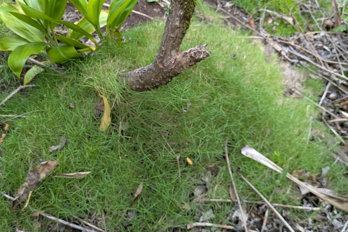 Zoysiagrass (Zoysia japonica) growing as a Pennsylvania lawn, close-up of blade texture and growth habit