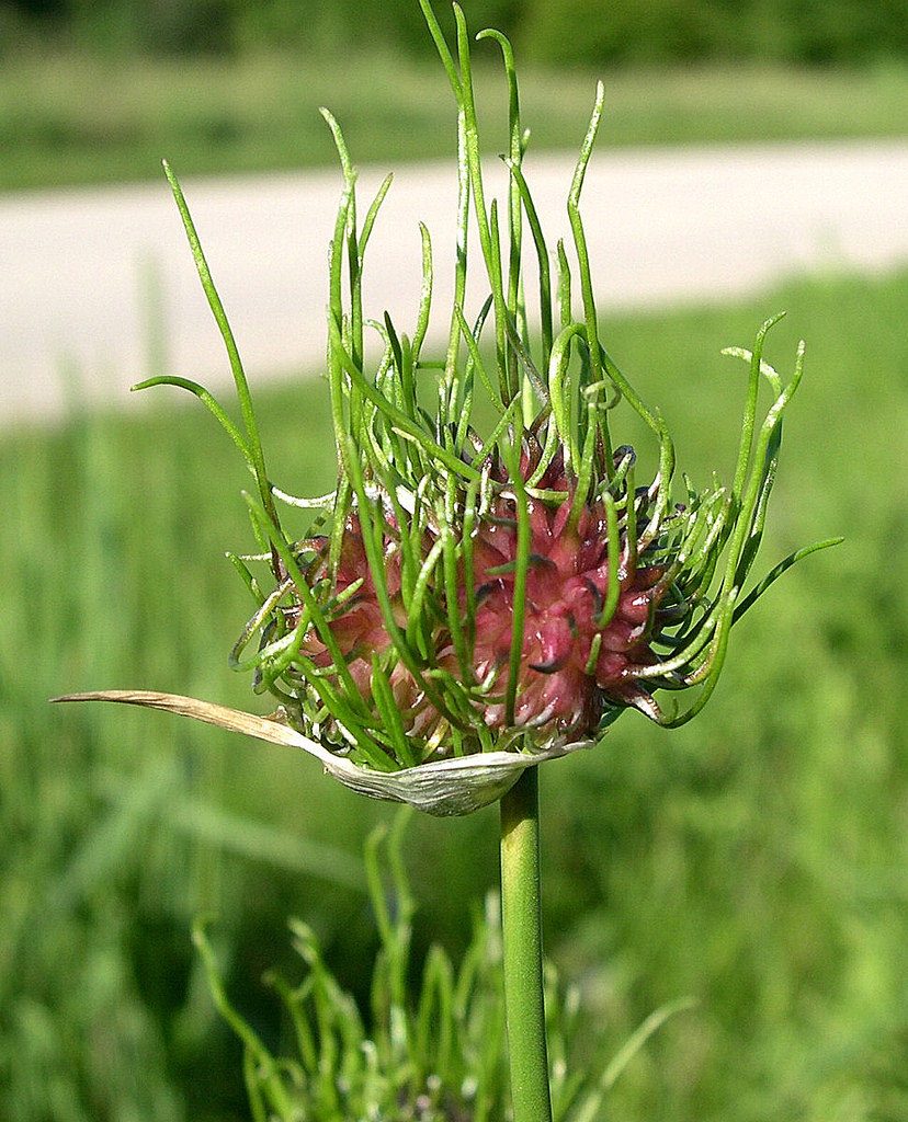 How to Get Rid of Onion Grass in Your Lawn