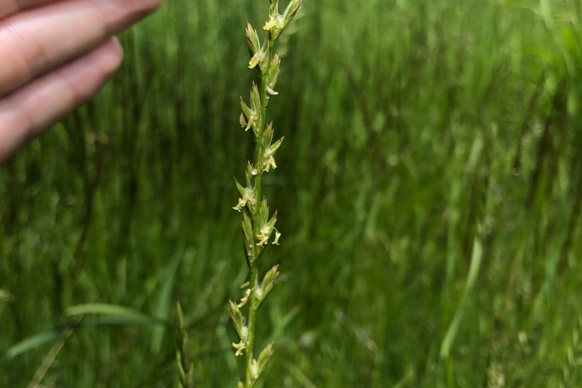 Perennial Ryegrass (Lolium perenne) growing as a Colorado lawn, close-up of blade texture and growth habit