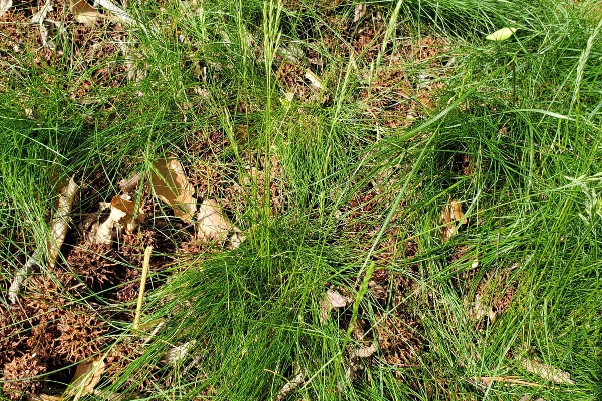 Fine Fescue (Festuca spp.) growing as a Illinois lawn, close-up of blade texture and growth habit