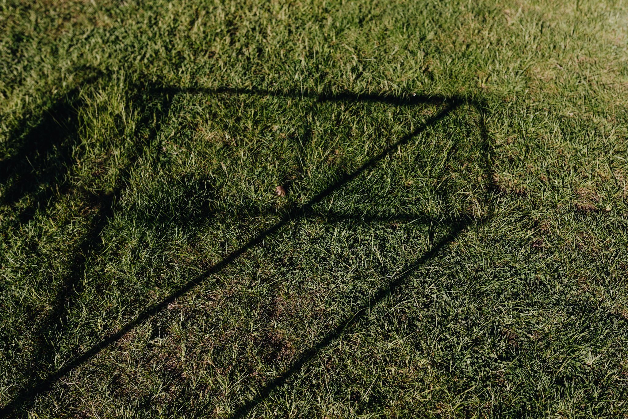 Photo by Kaboompics / Pexels. Sunlight and geometric shadows across a green lawn; cultivar unidentified