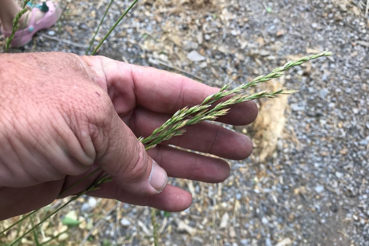 Tall Fescue (Festuca arundinacea) growing as a New Mexico lawn, close-up of blade texture and growth habit