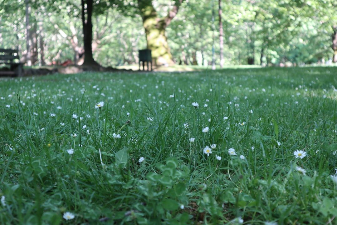 Roundup for Lawns vs Regular Roundup: Application Guide