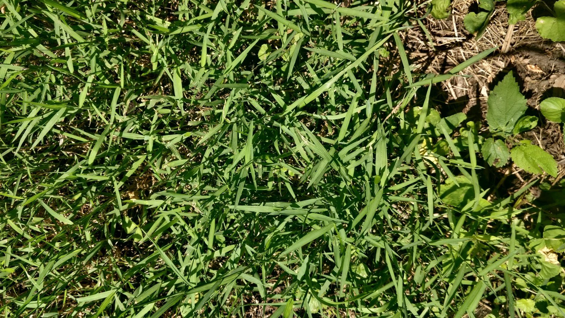 Photo by Jeff Hansen / iNaturalist, CC BY 4.0 (cropped). Green grass blades growing beside several broadleaf plants