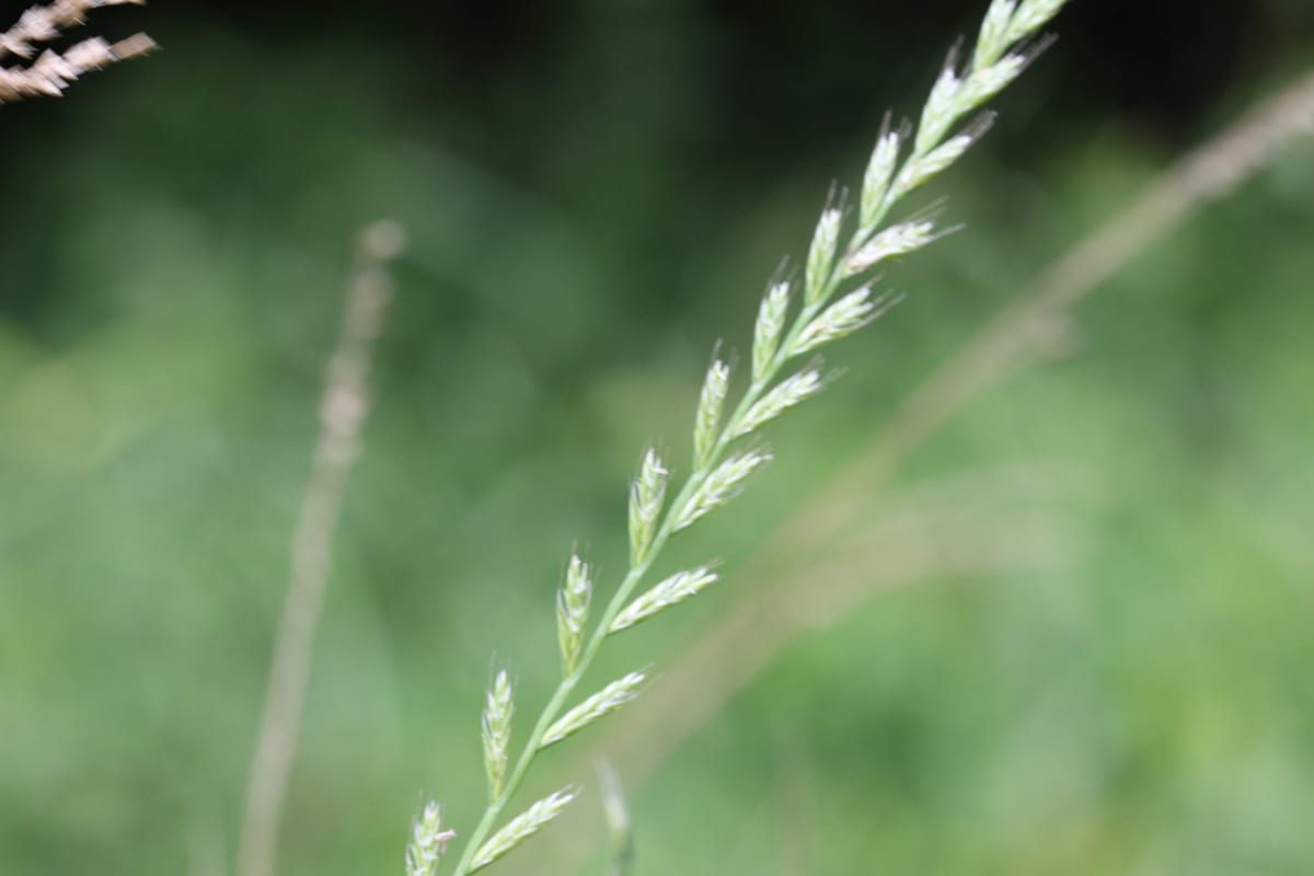 Perennial Ryegrass (Lolium perenne) growing as a Connecticut lawn, close-up of blade texture and growth habit