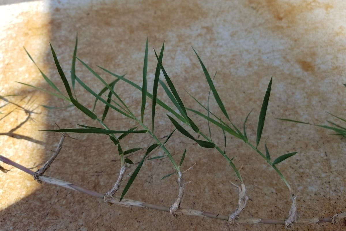 Bermudagrass (Cynodon dactylon) growing as a Maryland lawn, close-up of blade texture and growth habit