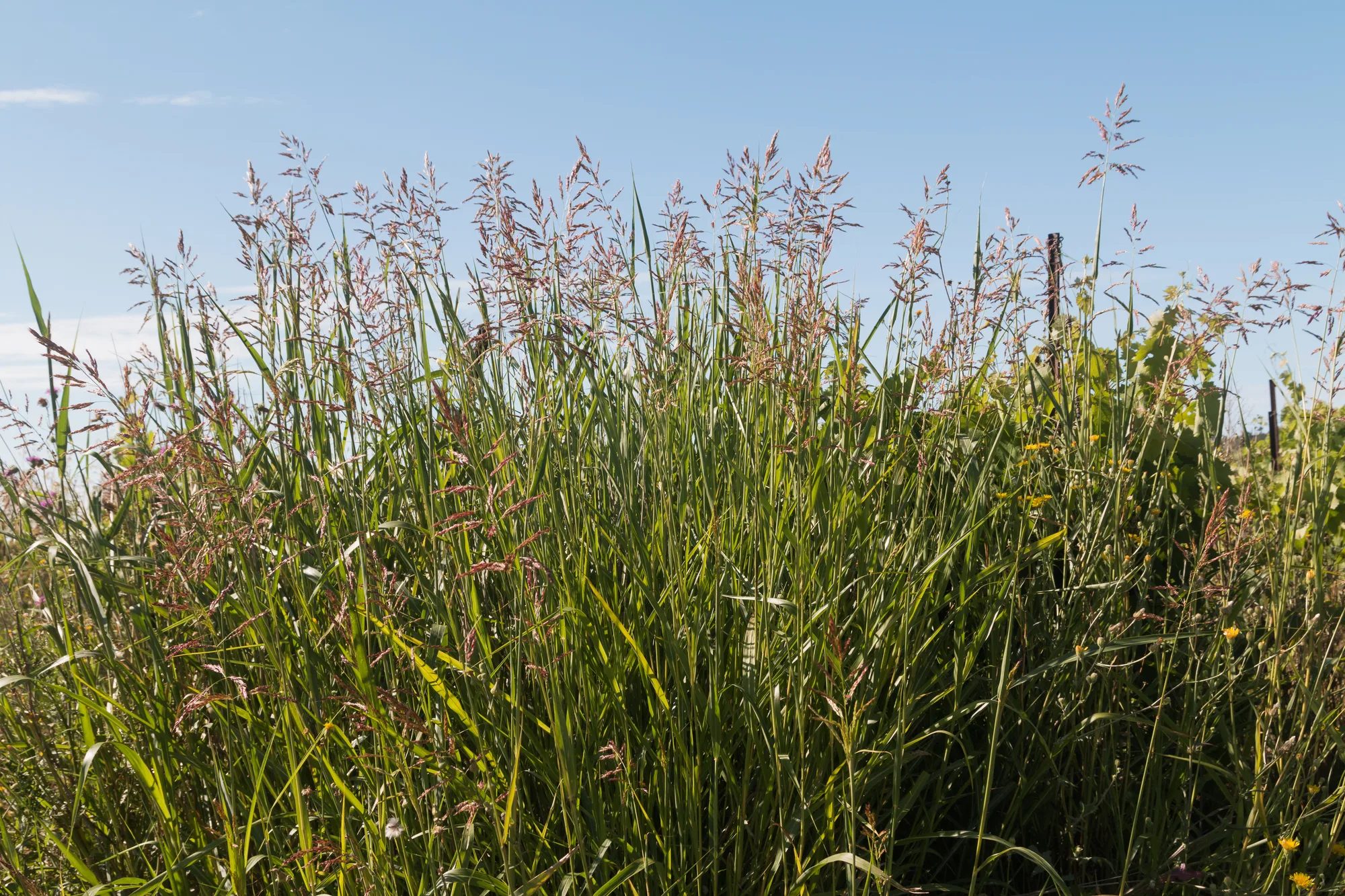 Photo by Daniel Villafruela on Wikimedia Commons (CC BY-SA 4.0) Johnson Grass in Your Lawn: How to Identify It and Kill It for Good