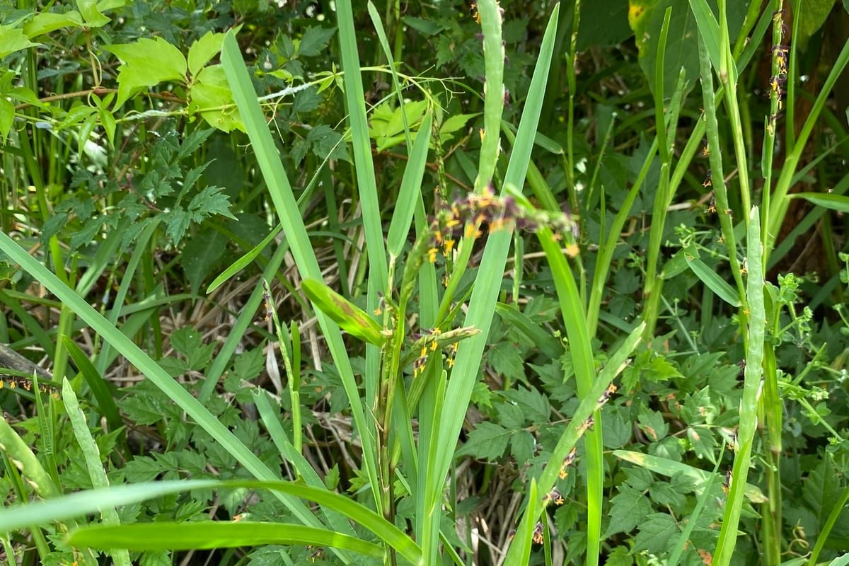 St. Augustinegrass (Stenotaphrum secundatum) growing as a South Carolina lawn, close-up of blade texture and growth habit